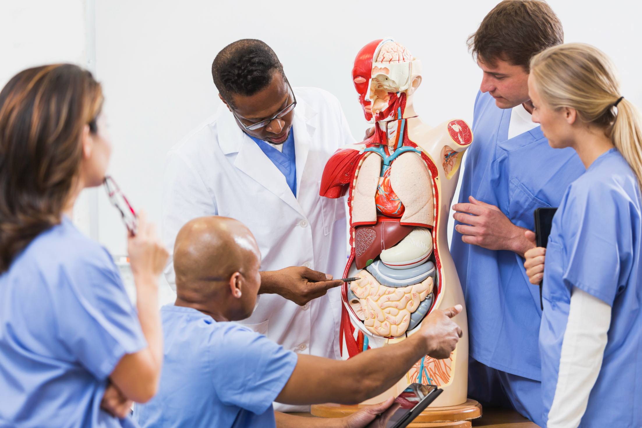 Doctors looking at the anatomy of a human body sculpture